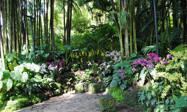 Парк орхидей в Сингапуре