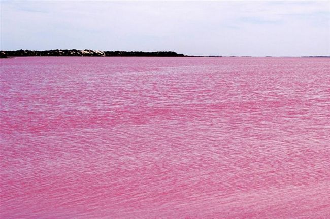 Розовое озеро в Австралии