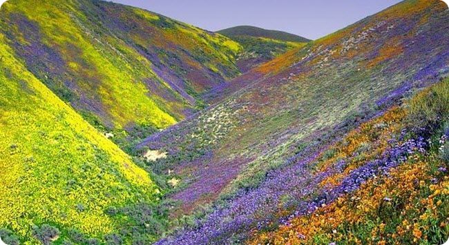 Долина Цветов – уникальный уголок Индии