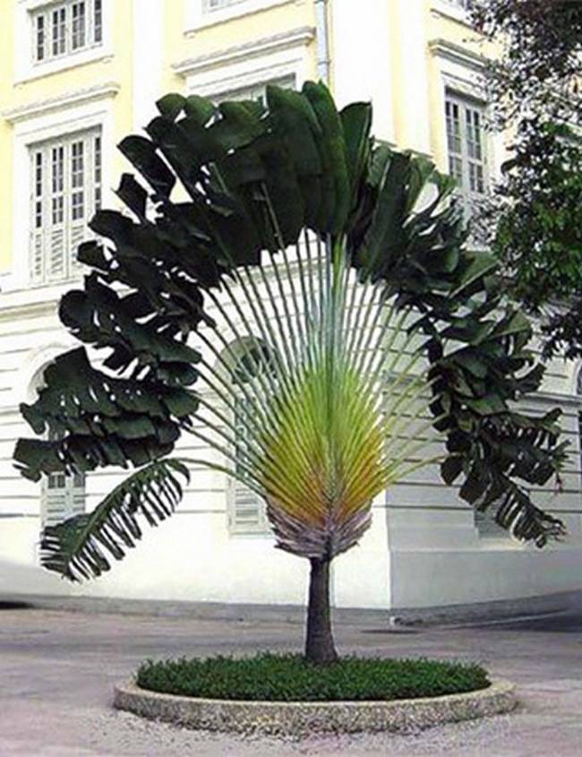 Растения острова Мадагаскар