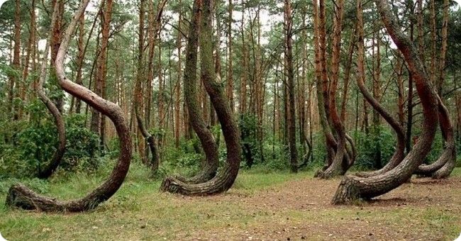Кривой лес в Польше