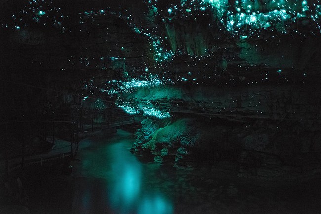 Новая Зеландия - Пещера Светлячков
