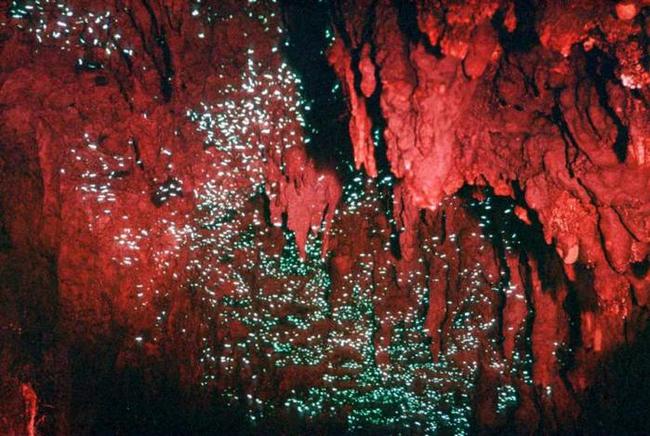 Новая Зеландия - Пещера Светлячков