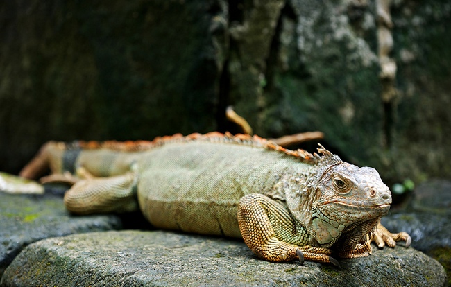 Парк рептилий на Бали