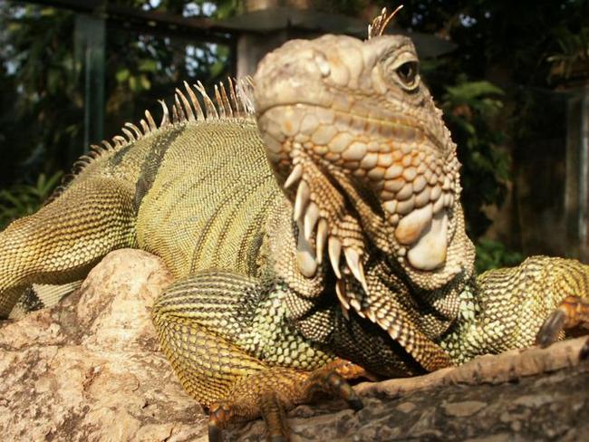 Парк рептилий на Бали