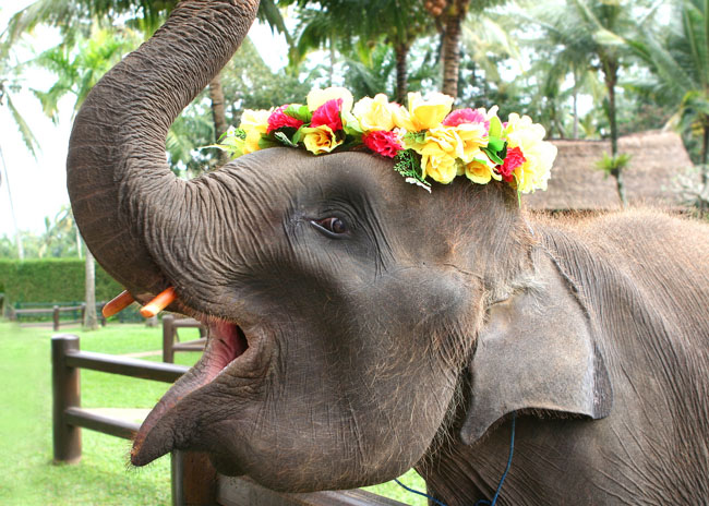 Парк Слонов на Бали