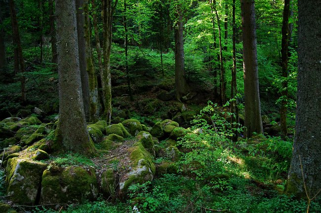 Шварцвальд или «черный лес» Германия