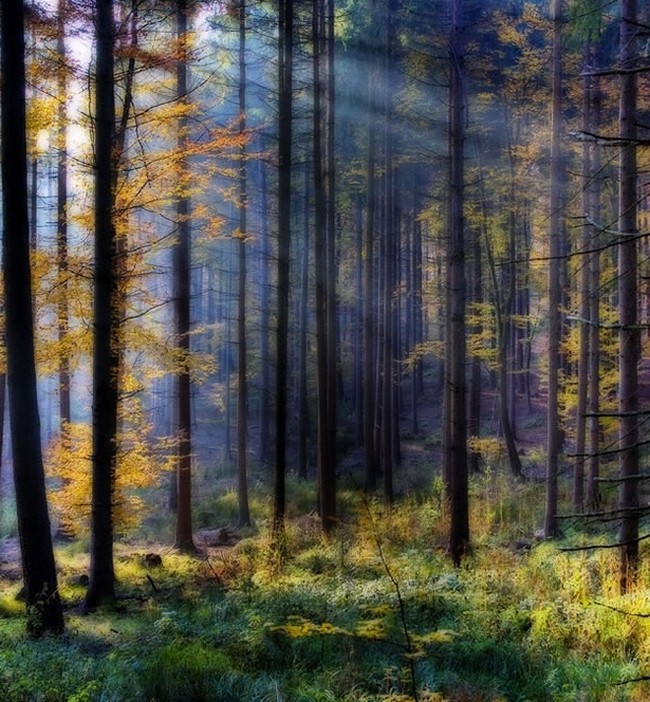 Шварцвальд или «черный лес» Германия