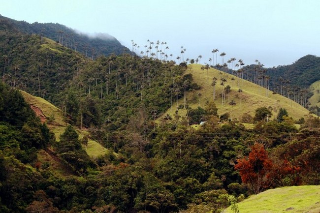 Уникальные пальмы долины Кокора в Колумби