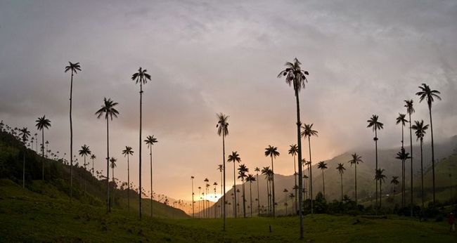 Уникальные пальмы долины Кокора в Колумби