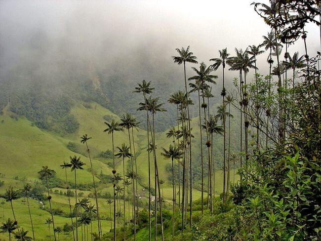 Уникальные пальмы долины Кокора в Колумбии