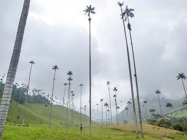Уникальные пальмы долины Кокора в Колумбии