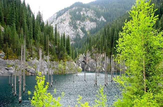 Затопленный лес в Казахстане на озере Каинды