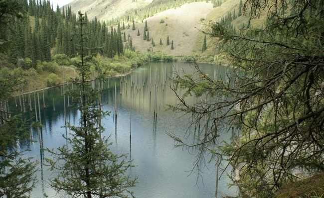 Затопленный лес в Казахстане на озере Каинды