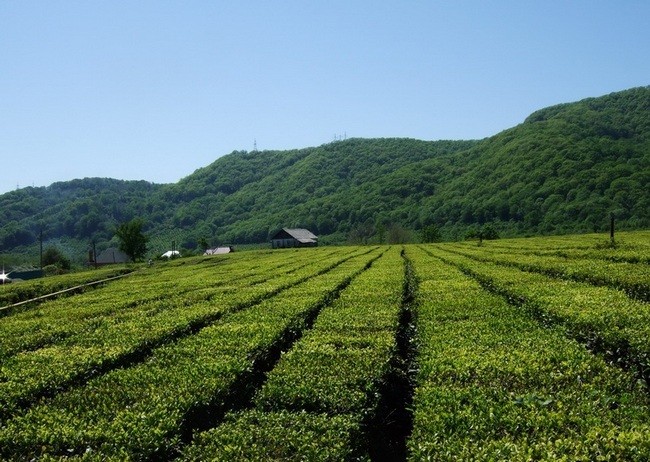 Чайные плантации в Ленкорани