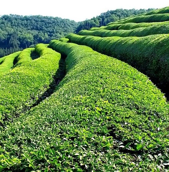 Чайные плантации в Ленкорани