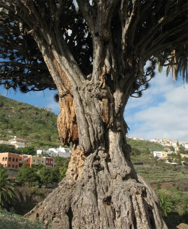 Драконово дерево с острова Тенерифе
