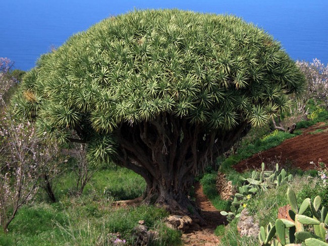Драконово дерево с острова Тенерифе