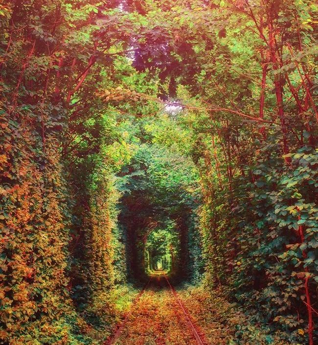 Романтический  «Тоннель любви»