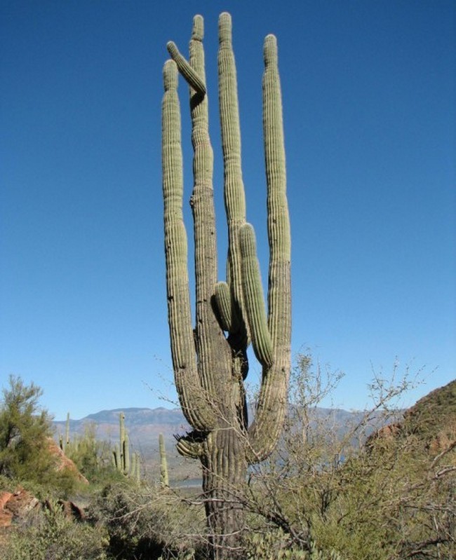 Гигантские кактусы сагуаро в пустыне Сонора