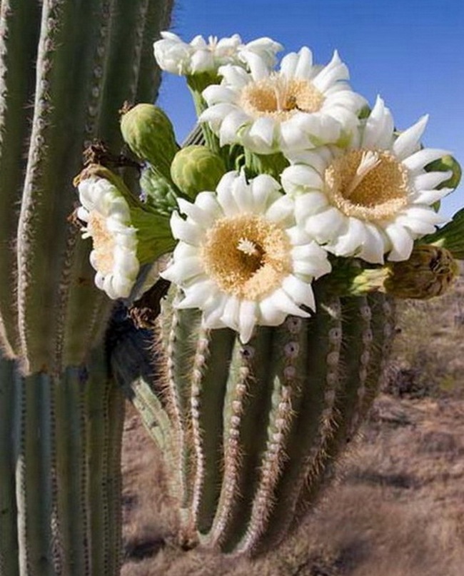 Гигантские кактусы сагуаро в пустыне Сонора