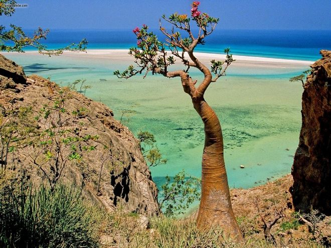 Фантастический пейзаж острова Сокотра