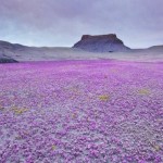 Цветущая пустыня Анза Боррего в США