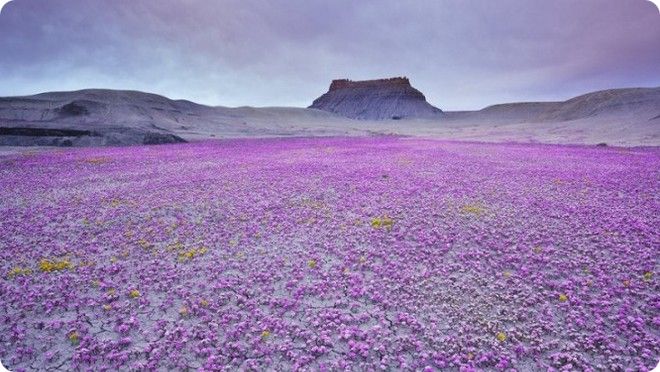 Цветущая пустыня Анза Боррего в 