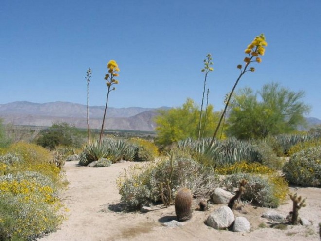Цветущая пустыня Анза Боррего в США