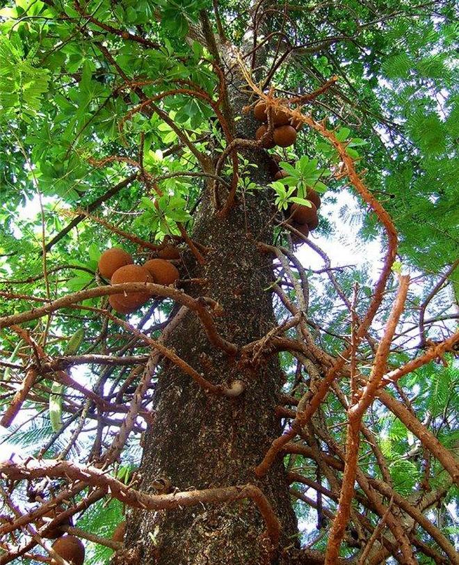 Пушечное дерево - достопримечательность Бразилии