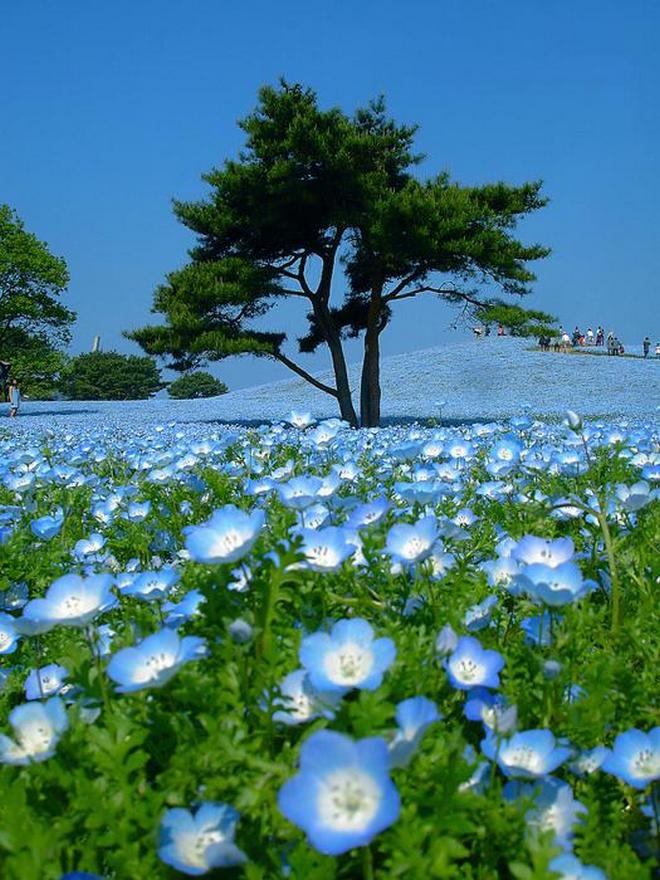 Великолепный парк Хитачи в Японии