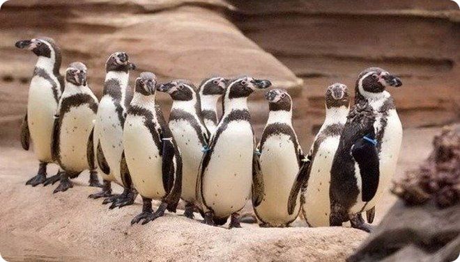 Забавные пингвины в Канзас-Сити