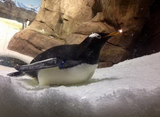 Забавные пингвины в Канзас-Сити