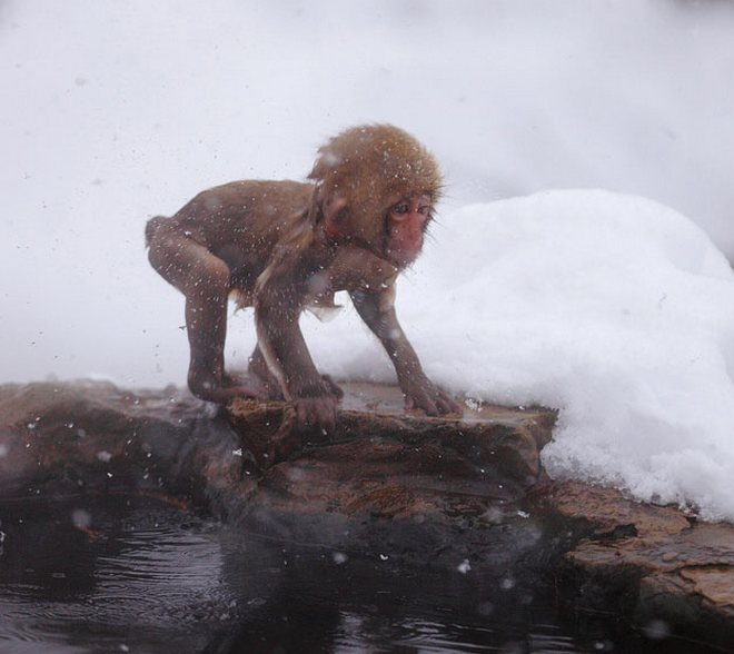 Царство снежных обезьян в Японии