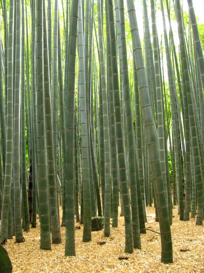 Бамбуковая роща Сагано в Японии