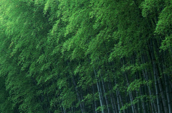 Бамбуковая роща Сагано в Японии