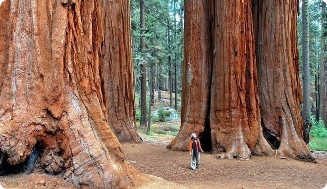чудеса природы Деревья-гиганты на просторах США