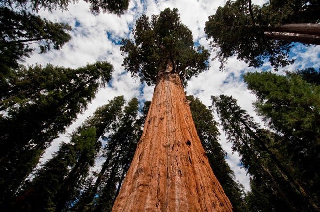 чудеса природы Деревья-гиганты на просторах США