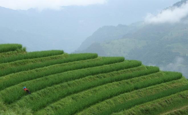 Удивительные рисовые террасы в Китае