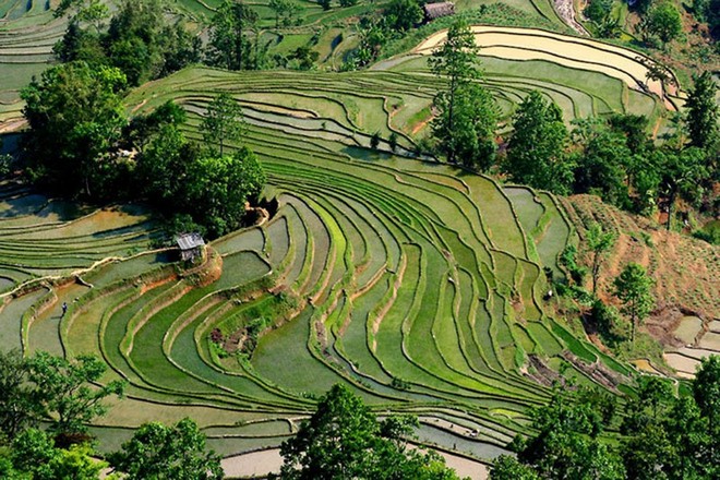 Удивительные рисовые террасы в Китае