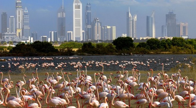 Заповедник фламинго в  Дубаи