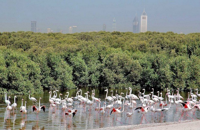 Заповедник фламинго в  Дубаи